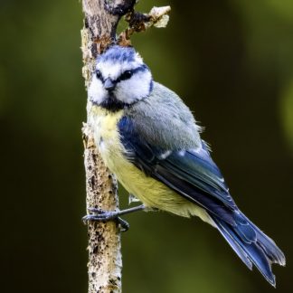 2027 Norfolk Wildlife Calendar